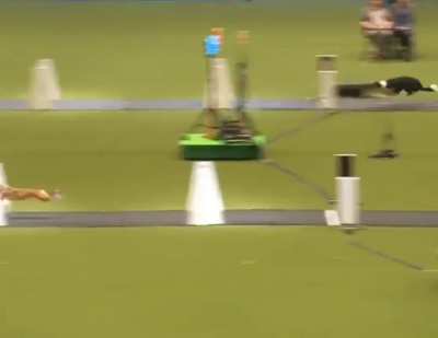 Scenes from a Flyball competition