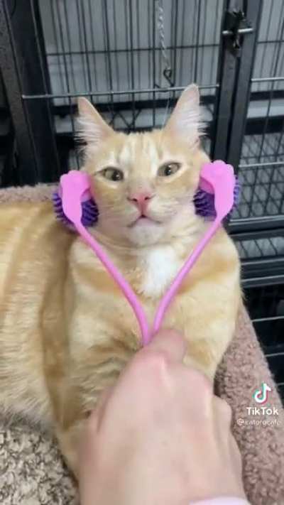Кото кайф