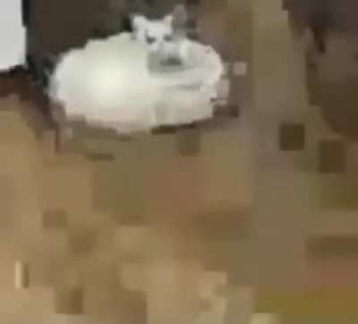 Gato en baja resolucion XD