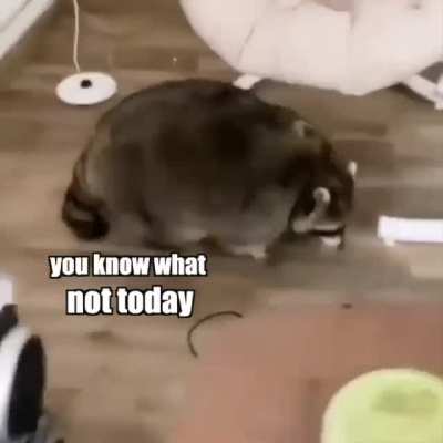 Raccoon vs Chair&hellip;