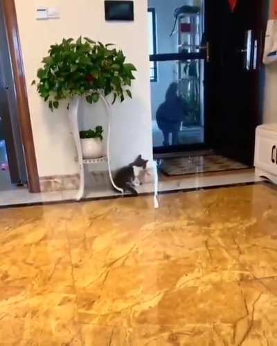 Professional hitcat selects ambush location