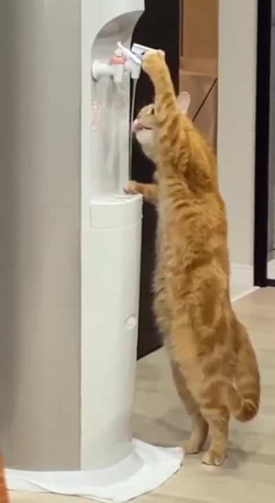 Smart cat