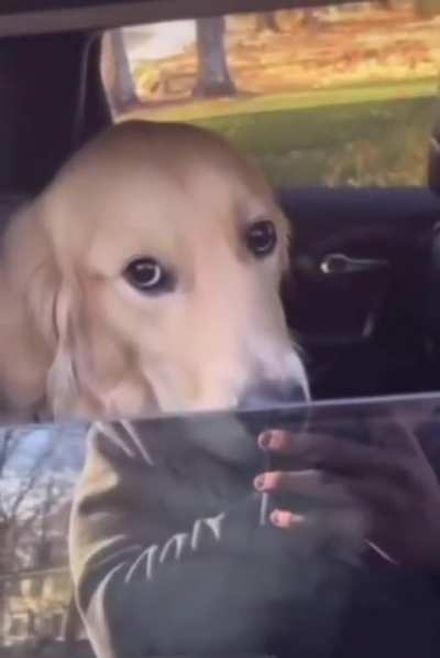 CACHORRINHO FOFO