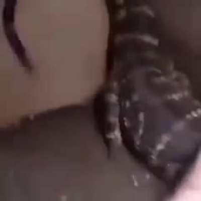 Hoje é domingo, saia do Reddit e vá brincar com seu pet.