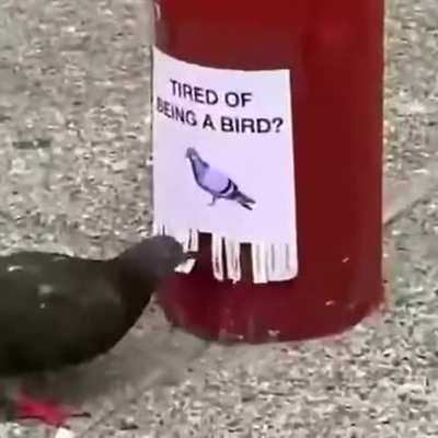 Dove Jones Marketing