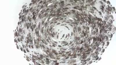 Drone captures reindeer move in circles creating a cyclonic effect to protect themselves from a predator in Russia.