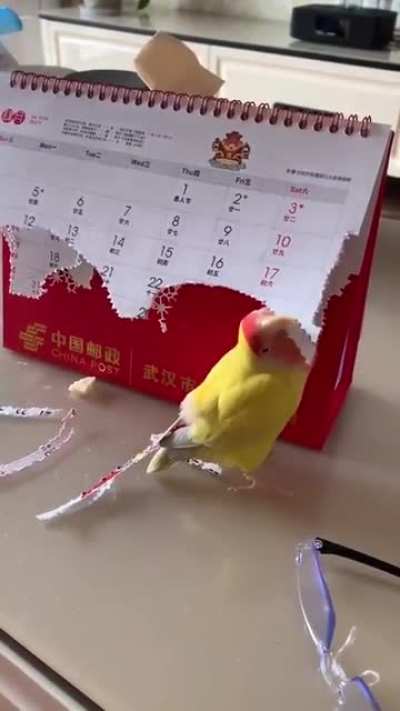 Bird Destroying Calendar to Make Fake Feathers