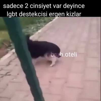 hahaa u gei