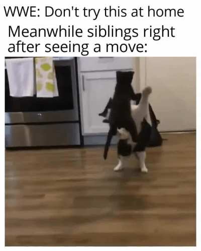 I think the black cat is the younger sibling here