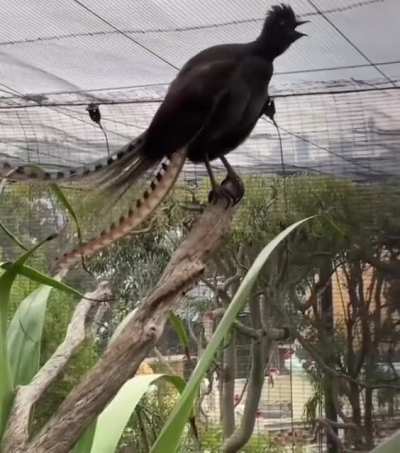 This lyrebird mimicking a crying toddler
