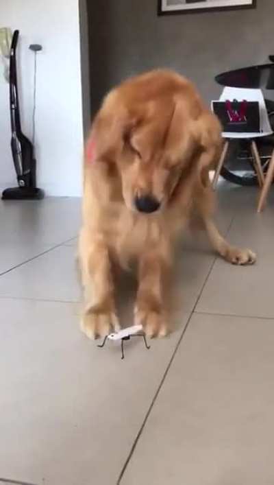Quebrou o cachorro