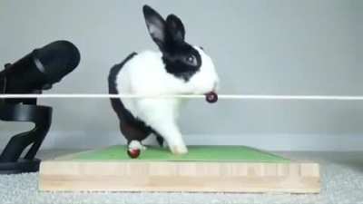 *bunny falling intensifies*