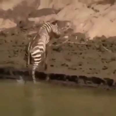This zebra sure earned his stripes ..