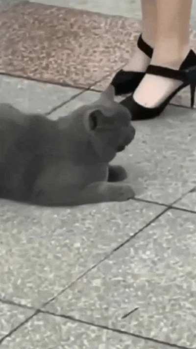 What the cat doin