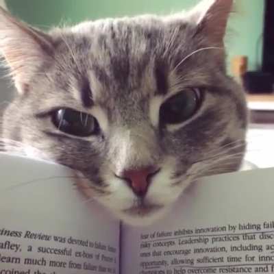 Why study when you could stare at me??