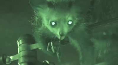 For the first time in the world, scientists have filmed the process of an Aye -aye from Madagascar picking its nose and eating snot