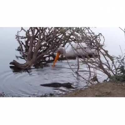Crocodile attack