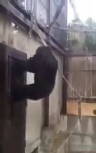 cursed_monke