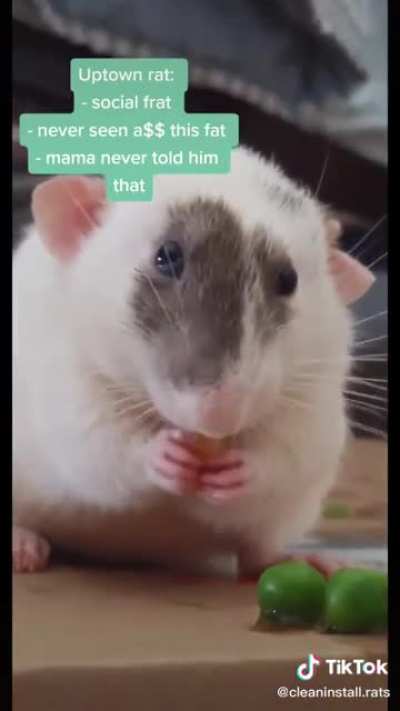 Uptown Rat