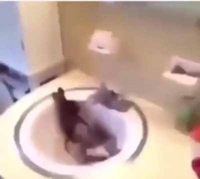cursed_rabbit