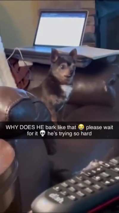 To bark