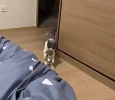 Cat brings her kittens every night to her human&rsquo;s bed as a sign of trust..