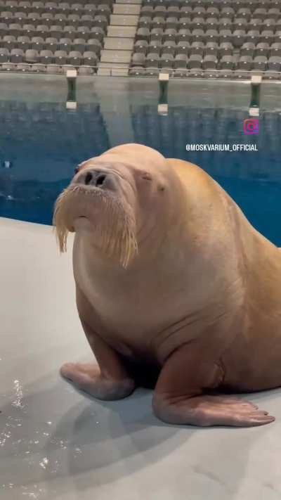Talkative Sea Wunk