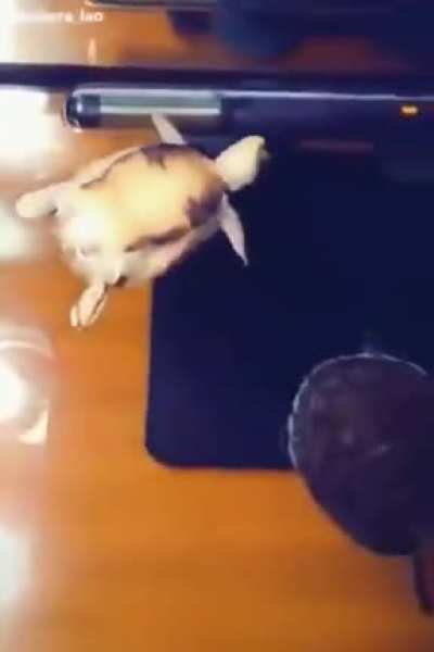 MAAU - Video #3833