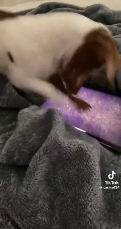 The antichrist has made dogs addicted to phones