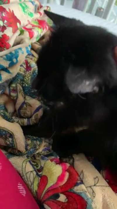 Poor Miss. Shadow and her wheezy little purrs &amp;gt;&amp;lt;