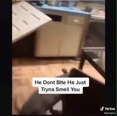 He ain&rsquo;t gonna bite