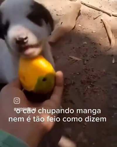 Fofo