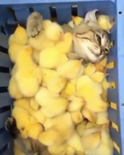 "Hive" of murder drones devouring cat -