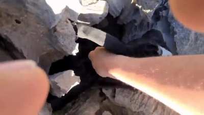 Push the goat to stuck in rocks