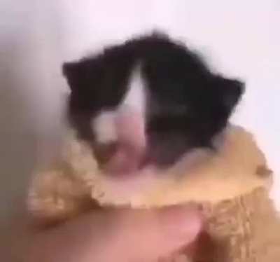 Empresario vs gato