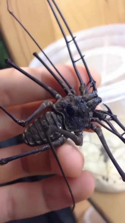This whip spider with claws 