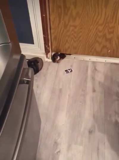 Better run from this killer animal