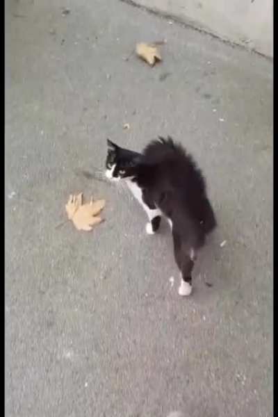 Ungrateful slap