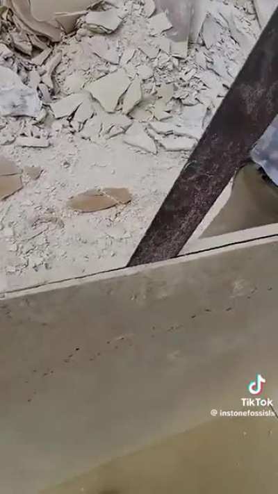 Opening up a fossil