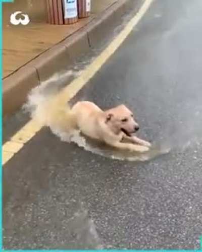 Happy doggo