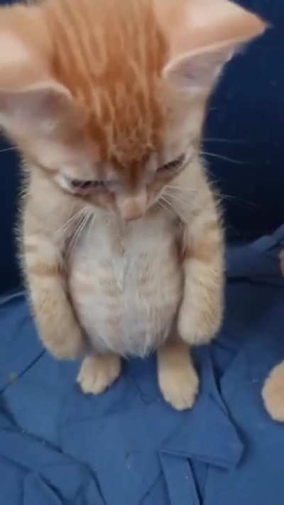 Apenas fofo