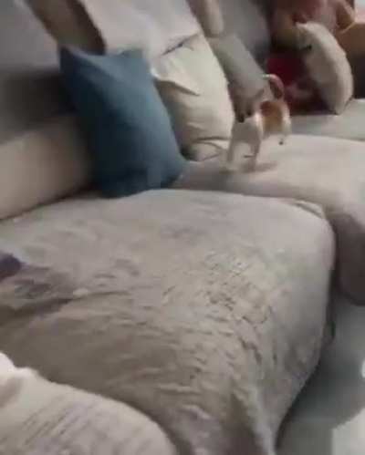 Rabbit has maxed superjump. Doggo maxed pointy ears.