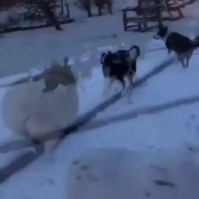 That's a weird dog.