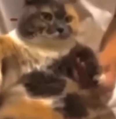 No shot it&rsquo;s another cat video