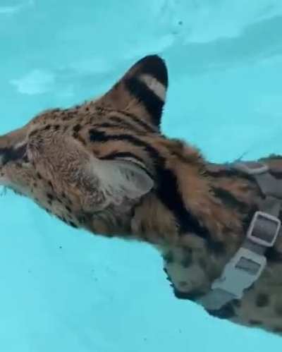 sogga swim