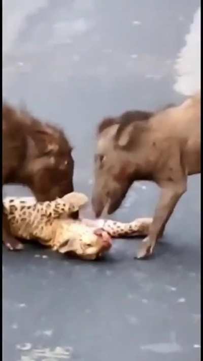 Wild boars maul leopard in the middle of Kodaikanal Road, India 