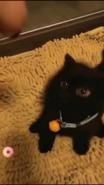 The smallest little floof ball