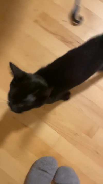 This is Blitz, and he&rsquo;s a very chatty catty!!