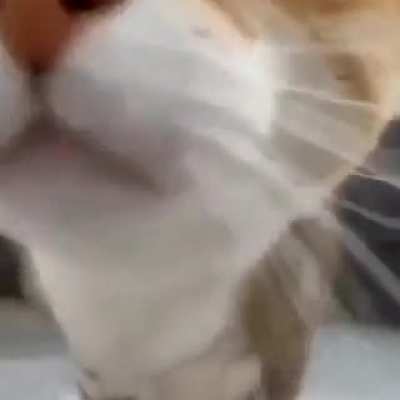 Do catgirls count as animol?