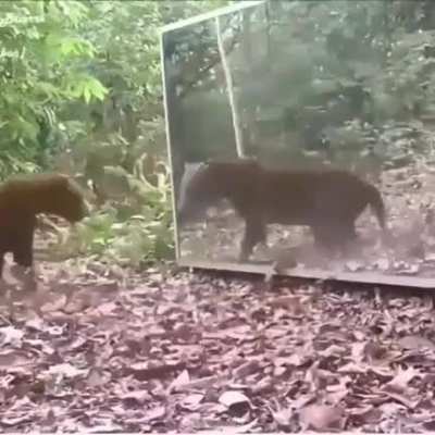 Jaguar spooks herself